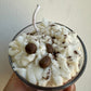 Iced Cappuccino Soy Candle - Mandy and Co
